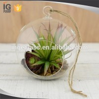 Hanging Glass Round Terrarium for Decoration